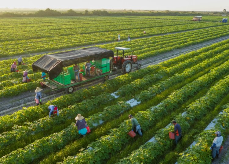 In Greece, an insurrection organic farm goes against the grain