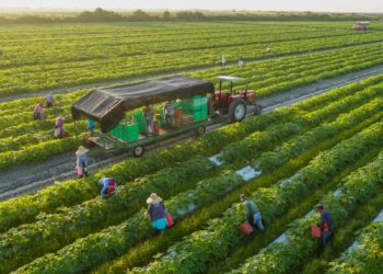 Expert says organic farming important to accomplishing meals safety in Africa