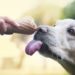 Aldi’s Ice Cream For Dogs Is Here Just In Time For Summer