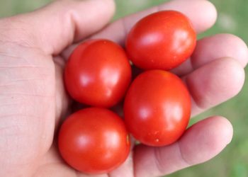 Ugly Organic Tomatoes, Amazon