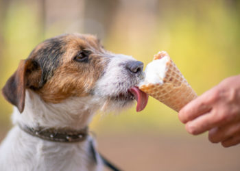 Aldi’s New Ice Cream For Dogs Will Have Tails Wagging