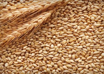 Malt Ingredient Market forecast to 2024