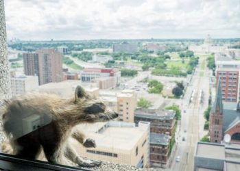 Remembering the little critter that could