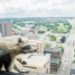 Remembering the little critter that could