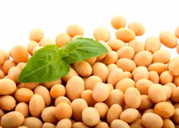 Organic Soy Protein Market Growing Health Awareness Among Consumers