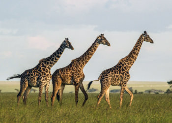 What the ‘Blue Zone’ island of Sardinia can educate us about residing longer