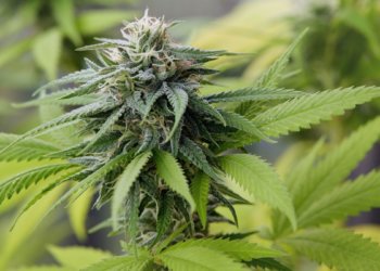 Legal weed in NJ should revolutionize Jersey dining