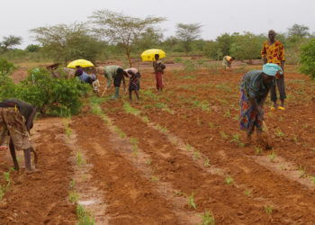 2017 Census of Agriculture gives both anticipated