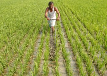 MP Farmer Grows Chemical-Free Food