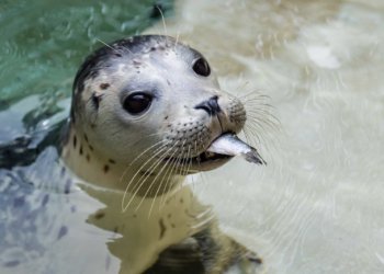 Skinny cod and gray seal well-knownshows troubling adjustments to meals internet