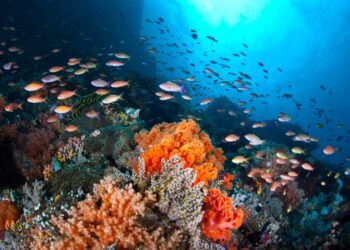 We’re failing the world’s oceans. Businesses can help save them