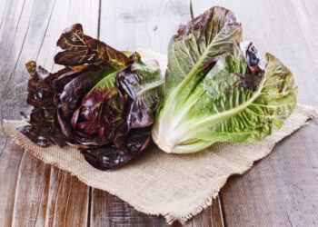 Nutrition Benefits of Red Leaf Lettuce