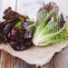 Nutrition Benefits of Red Leaf Lettuce
